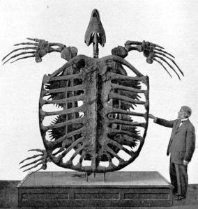 567px-archelon_skeleton