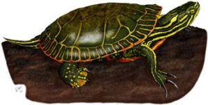 western_painted_turtle