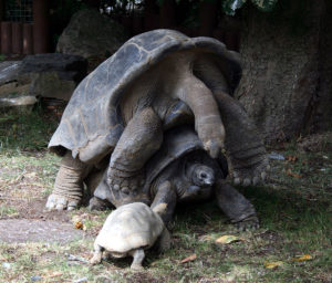 1202px-aldabra_tortoises_mating_1