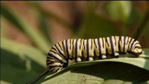 1271313962_beautiful_caterpillars-009