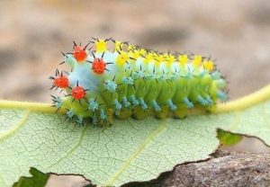 1271313985_beautiful_caterpillars-003