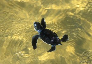 Baby Green Sea Turtle(Chelonia mydas)Ascension island