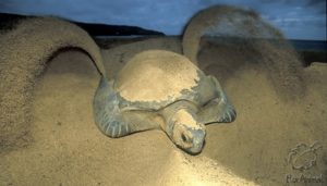 GREEN TURTLE DIGGING NEST(Chelonia mydas)ASCENSION ISLAND