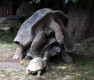 704px-aldabra_tortoises_mating_1