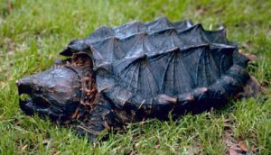 800px-alligator_snapping_turtle