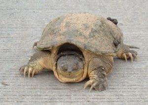 800px-common-snapping-turtle