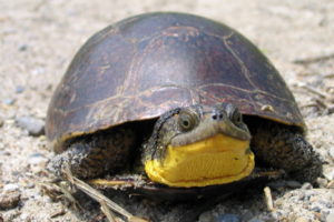 blandings_turtle-lrg