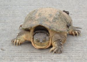 common-snapping-turtle