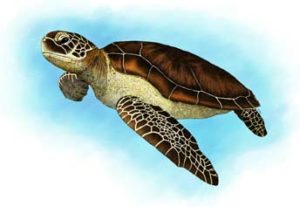 green_sea_turtle