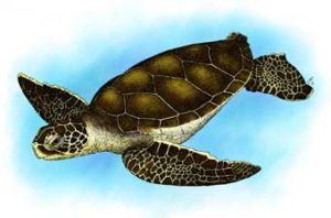 hawksbill_sea_turtle