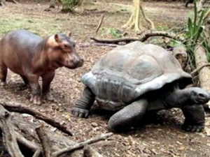 hippo-tortoise-002