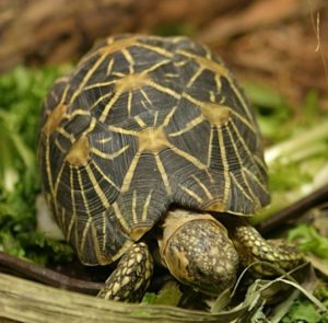 indian-star-tortoise