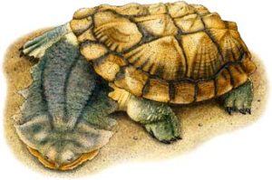 matamata_turtle