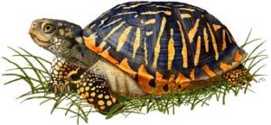 ornate_box_turtle