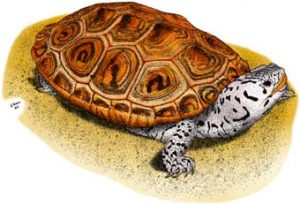 ornate_diamondback_terrapin