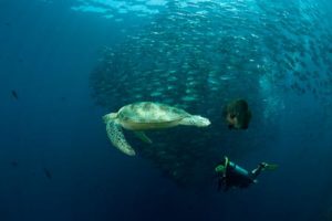 sipadan-mabul-resort-diving