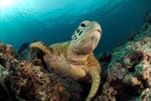 sipadan-scuba-dive-sipadan-borneo-malaysia