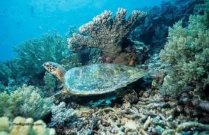 sipadanhawksbill151cbnsullivan