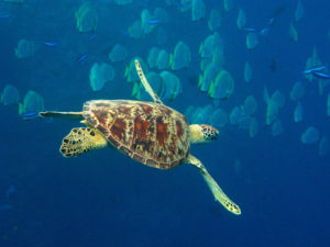 snorkelling-with-a-hawksbill-turtle-in-sipadan800x600