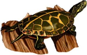 southern_painted_turtle