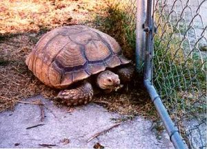 sulcata1_0