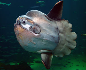 sunfish2