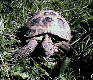 tortoise