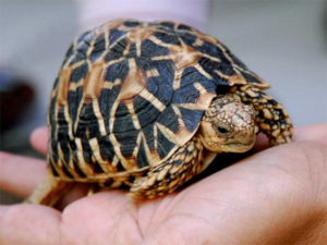 tortoise2009-08-14-1250257053