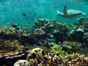 turtle-diving-sipadan-malaysia