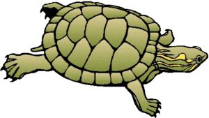 turtle003