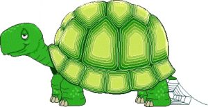 turtle004