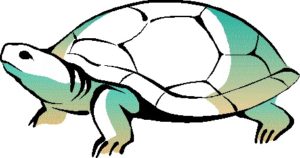 turtle010