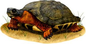 wood_turtle